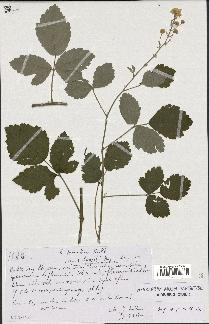 spécimen de Rubus tomentosus