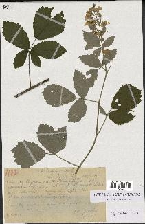 spécimen de Rubus tomentosus
