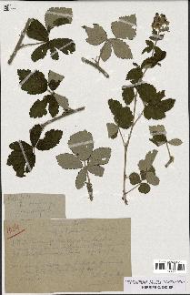 spécimen de Rubus tomentosus