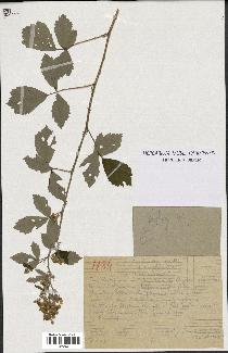 spécimen de Rubus tomentosus