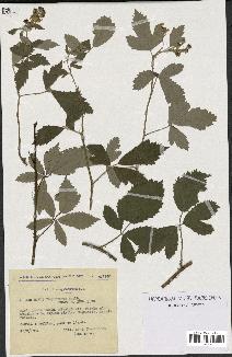 spécimen de Rubus tomentosus
