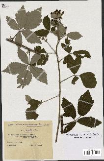 spécimen de Rubus tomentosus