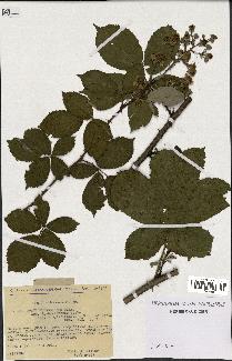 spécimen de Rubus thyrsoideus