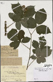 spécimen de Rubus thyrsoideus