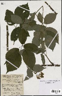 spécimen de Rubus thyrsoideus