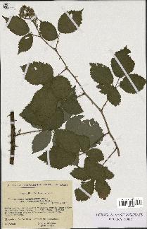spécimen de Rubus thyrsoideus