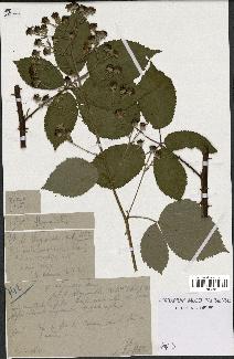spécimen de Rubus thyrsoideus