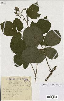 spécimen de Rubus muelleri