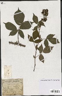 spécimen de Rubus oxyanchus