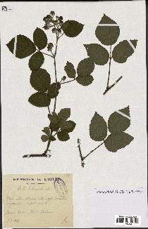 spécimen de Rubus hebecaulis