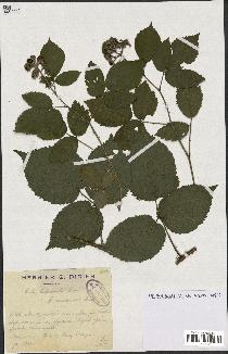 spécimen de Rubus hebecaulis