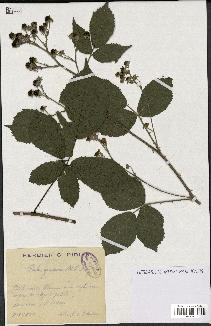 spécimen de Rubus gratiosus