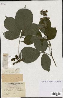 spécimen de Rubus gratiosus