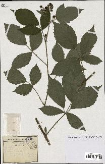 spécimen de Rubus eriostachys