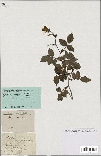 spécimen de Rosa sempervirens