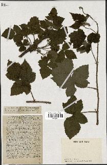 spécimen de Rubus caesius