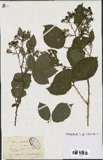 spécimen de Rubus chlorothyrsus