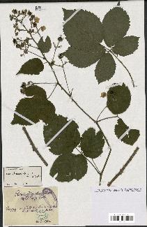 spécimen de Rubus chaerophyllus