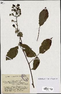 spécimen de Rubus hemistemon