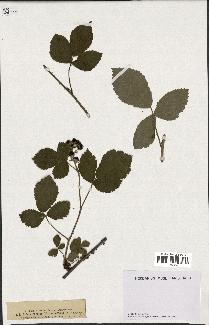 spécimen de Rubus caesius x tomentosus