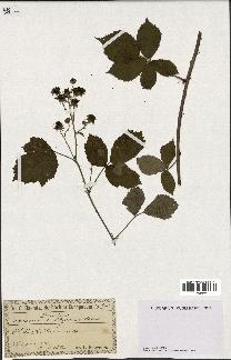 spécimen de Rubus caesius x thyrsoideus