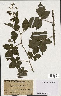 spécimen de Rubus caesius x radula