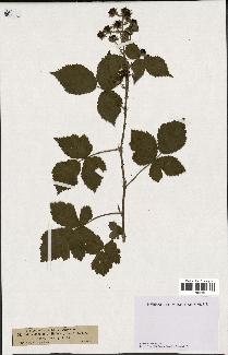 spécimen de Rubus caesius x radula