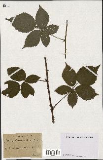 spécimen de Rubus caesius x radula