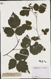 spécimen de Rubus caesius x idaeus