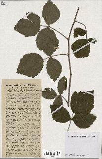 spécimen de Rubus caesius x idaeus