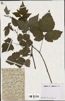 spécimen de Rubus caesius x idaeus