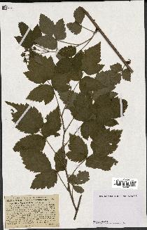 spécimen de Rubus caesius x idaeus