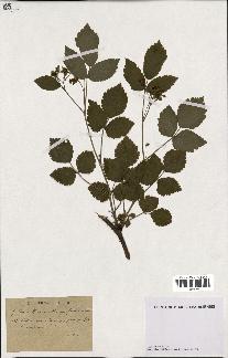 spécimen de Rubus caesius x idaeus