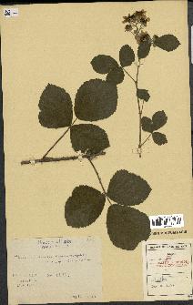 spécimen de Rubus caesius x thyrsoideus