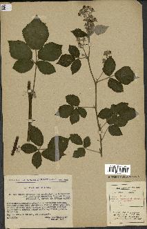 spécimen de Rubus caesius x thyrsoideus