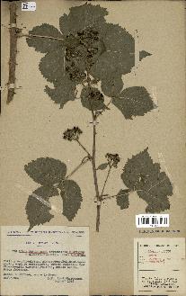 spécimen de Rubus caesius x thyrsoideus