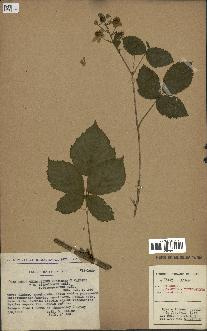 spécimen de Rubus caesius x thyrsoideus