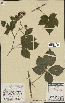 spécimen de Rubus caesius x villicaulis