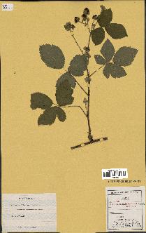 spécimen de Rubus caesius x villicaulis