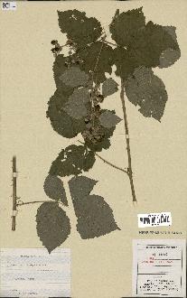 spécimen de Rubus caesius x villicaulis