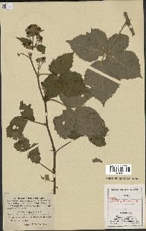 spécimen de Rubus caesius x villicaulis