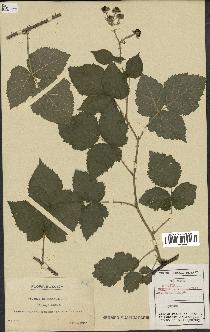 spécimen de Rubus caesius x villicaulis