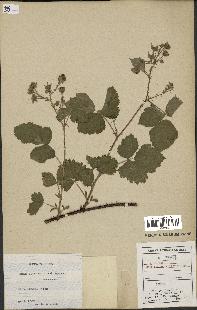 spécimen de Rubus caesius x villicaulis