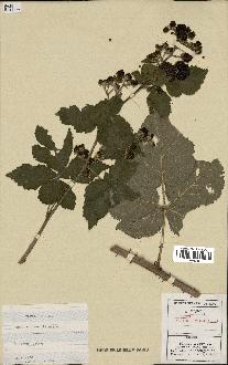 spécimen de Rubus caesius x villicaulis