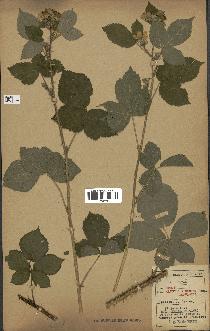 spécimen de Rubus caesius x radula