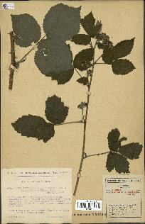 spécimen de Rubus caesius x radula