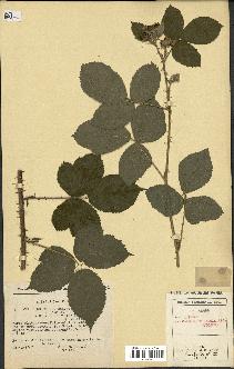 spécimen de Rubus caesius x radula