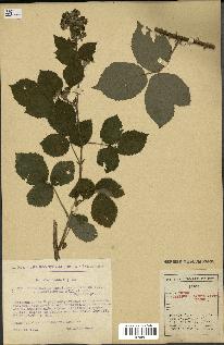 spécimen de Rubus caesius x radula