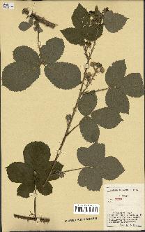 spécimen de Rubus sp.