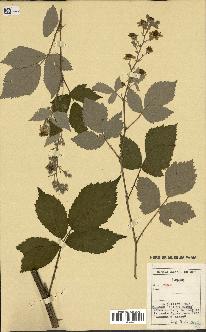 spécimen de Rubus sp.